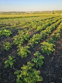 Продается участок, 10 сот.