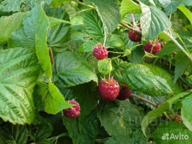 Продается участок, 4,5 сот.