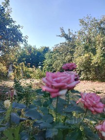 Продается 1-этажный дом, 30 м²