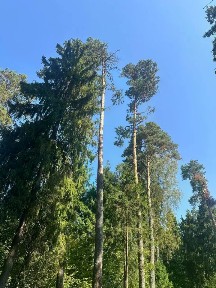 Продается участок, 23,5 сот.