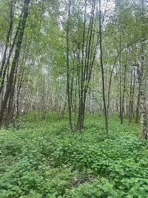 Продается готовый бизнес ⋅ база отдыха, 620 000 м²