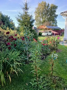 Смоленская область, Сафоновский муниципальный округ, Покровское деревня