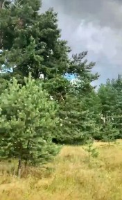 Московская область, Шатура муниципальный округ, Кузяевская деревня