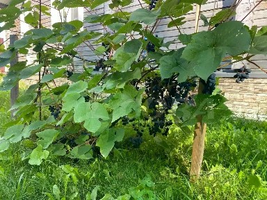 Тюменская область, Тюмень, Калининский, Собственников недвижимости Весна СНТ, 492