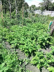 Продается участок, 6 сот.