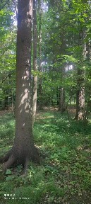 Продается участок, 40 сот.