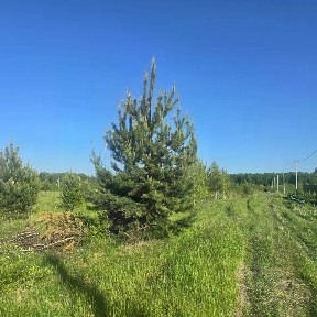 Московская область, Раменский муниципальный округ, Ольховка дп