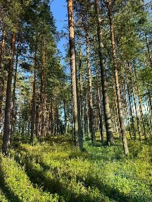 Продается участок, 11 сот.