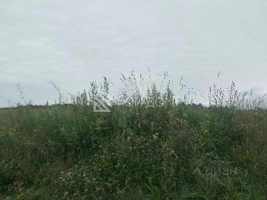 Сахалинская область, Анивский городской округ, Мицулевка село