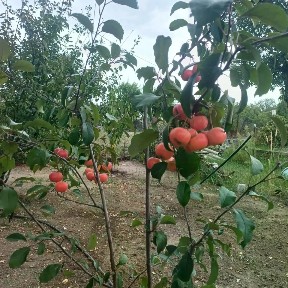 Продается 1-этажный дом, 9 м²