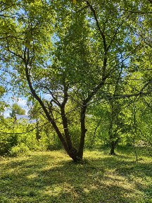 Продается участок, 11 сот.