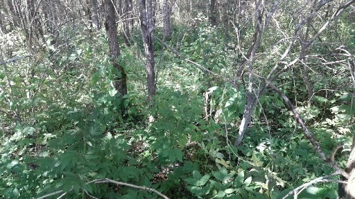 Московская область, Талдомский городской округ, Агрос садовое товарищество, 97