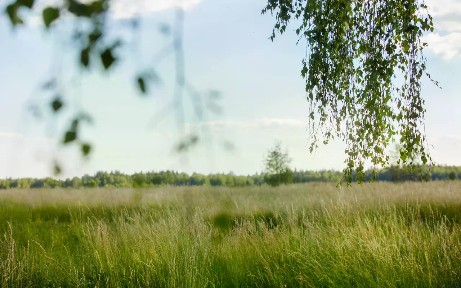 Московская область, Ступино городской округ, Починки село