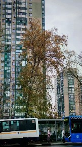 Сдается студия, 25 м²