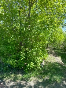 Продается участок, 6 сот.