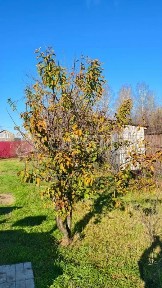 Продается дом, 18 м²