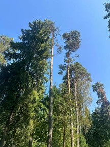 Продается участок, 23,5 сот.