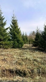 Московская область, Истра муниципальный округ, Лесницыно коттеджный поселок